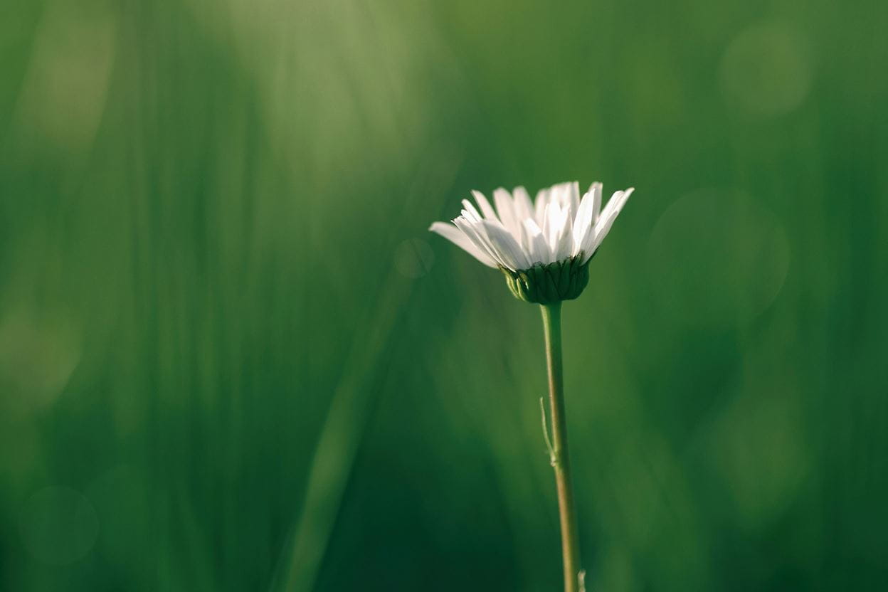 A single white daisy flower in a green field.
