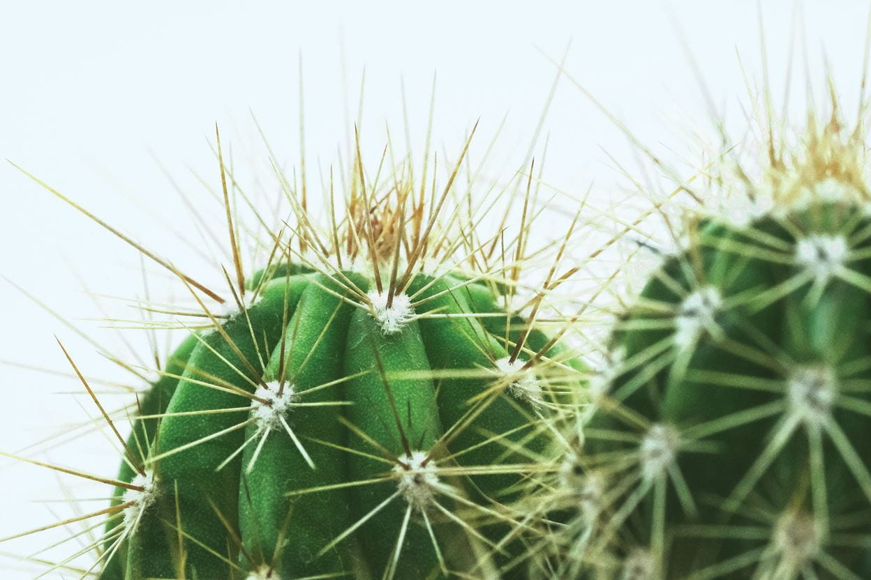 Loving Prickly People