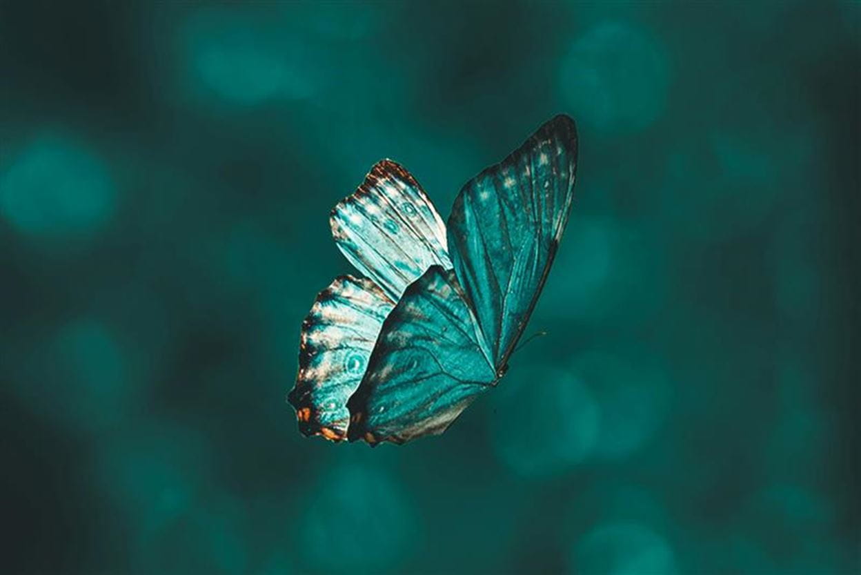 A Green Butterfly Flying in the air