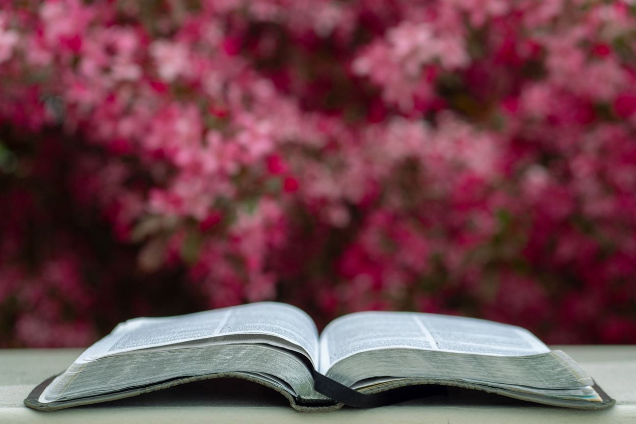 An open Bible for daily devotional with a wall of pink and purple flowers in the background