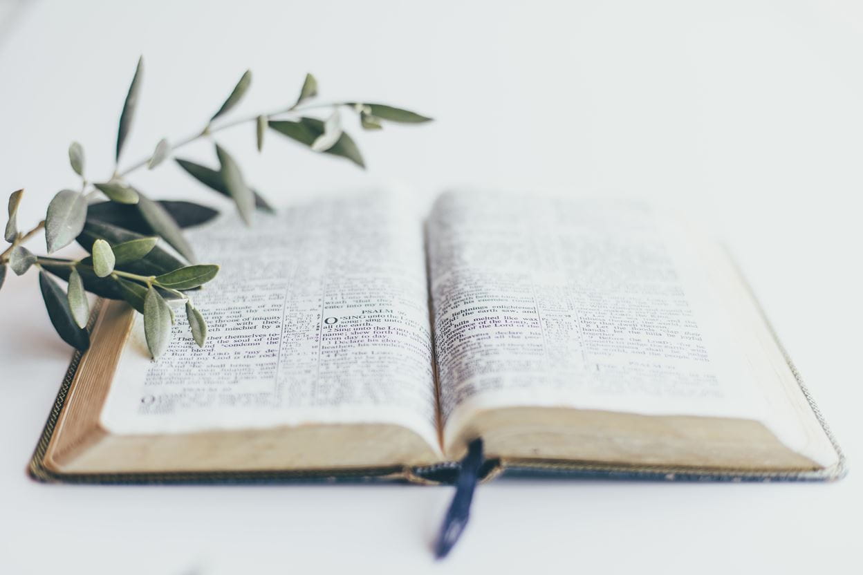 A small branch sitting on an open Bible for daily devotional