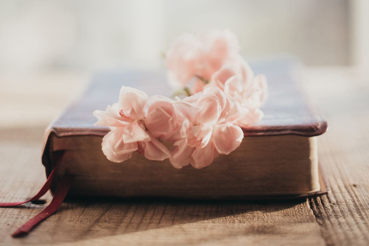 Pink flowers sitting on a closed Bible waiting to be read for a daily devotional.