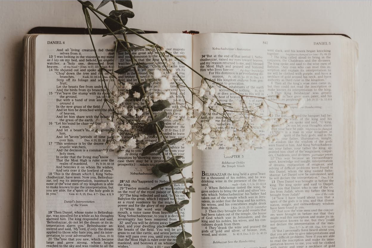 White flowers sitting on an open Bible ready for reading a daily devotional.