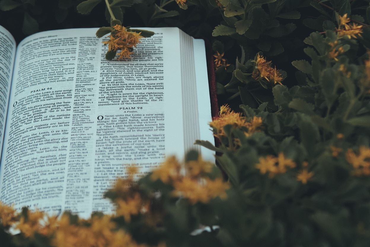 An open Bible for a daily devotional in a bed of flowers