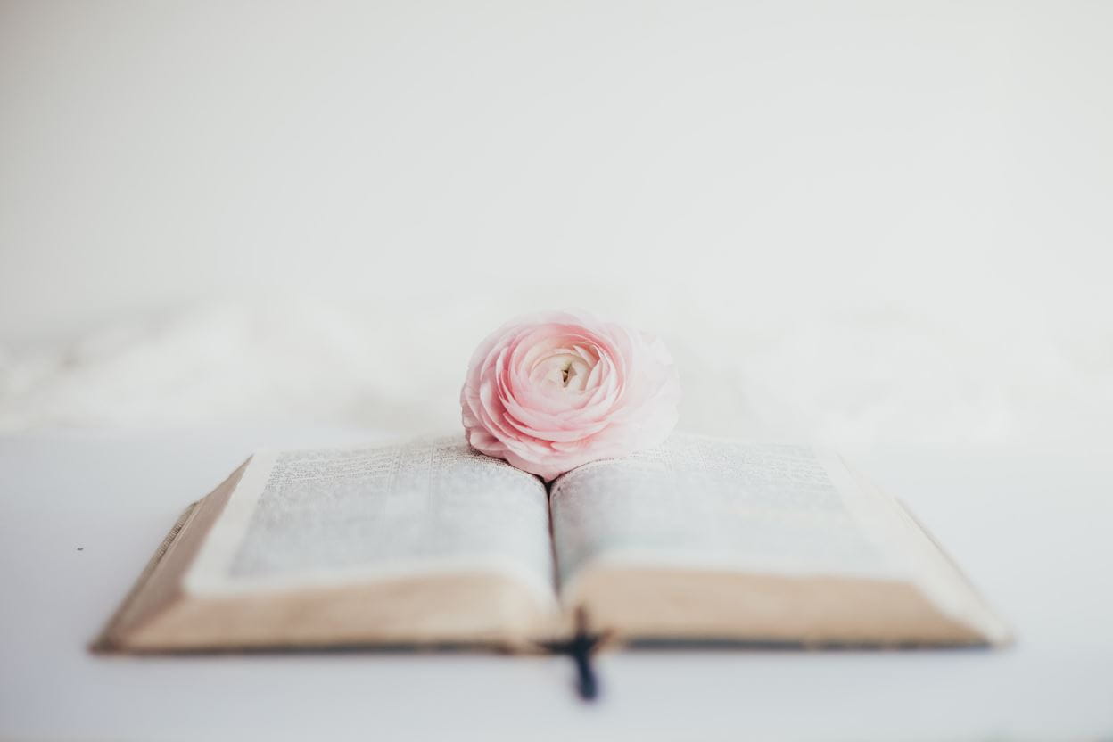 Pink rose on an open Bible ready for reading a daily devotional.