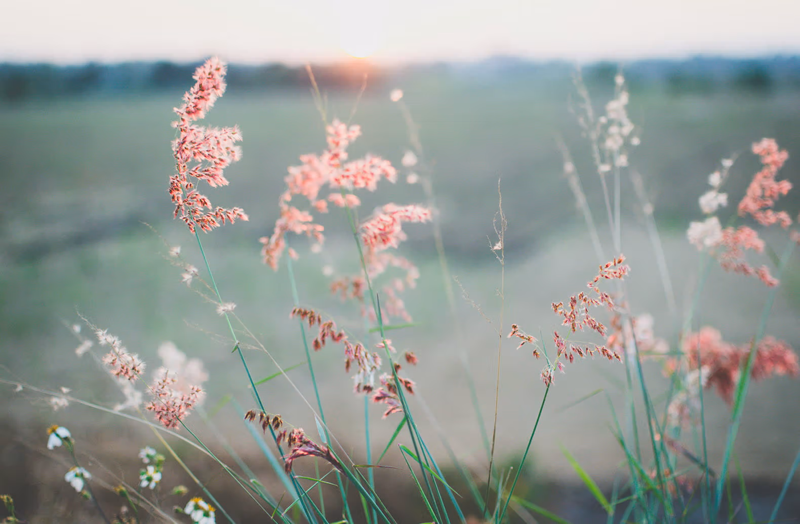 Pink Flowers in Field