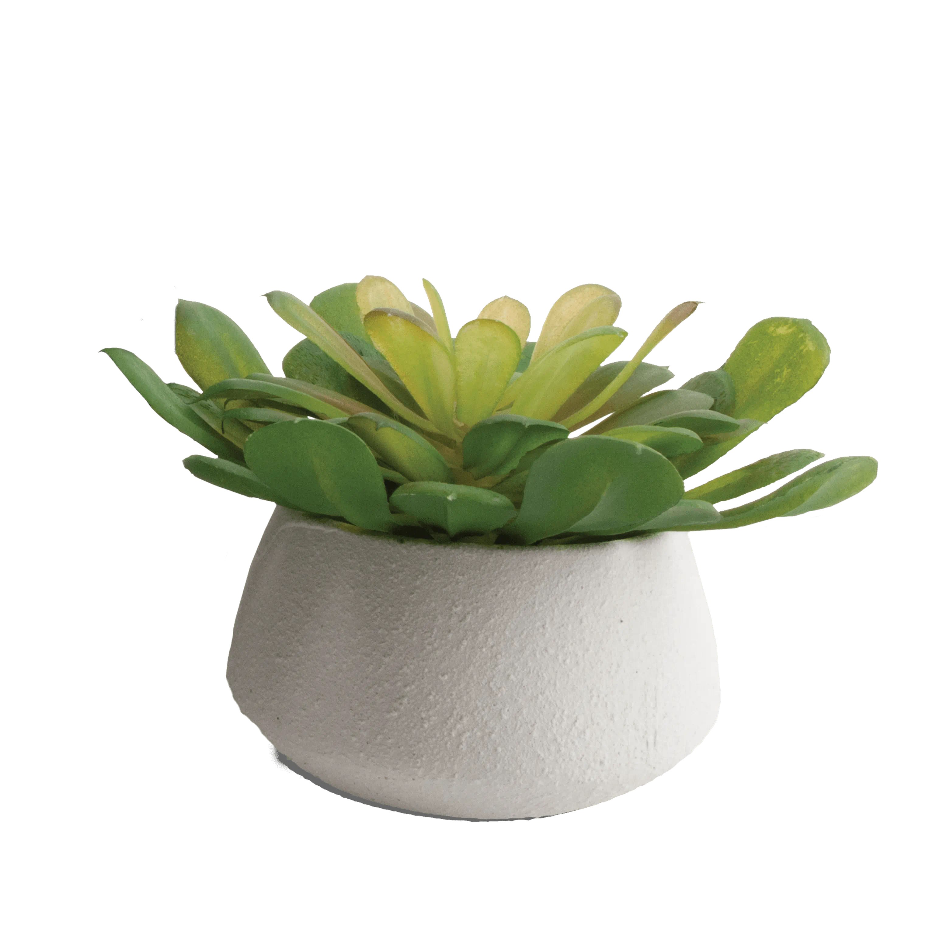 Potted Succulent Plant