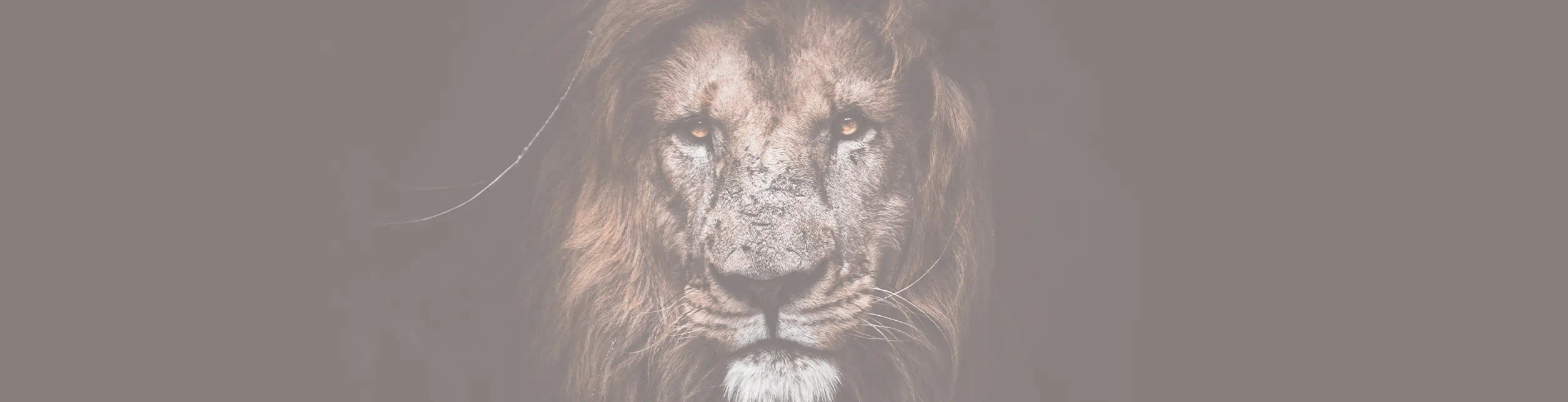picture of a lion