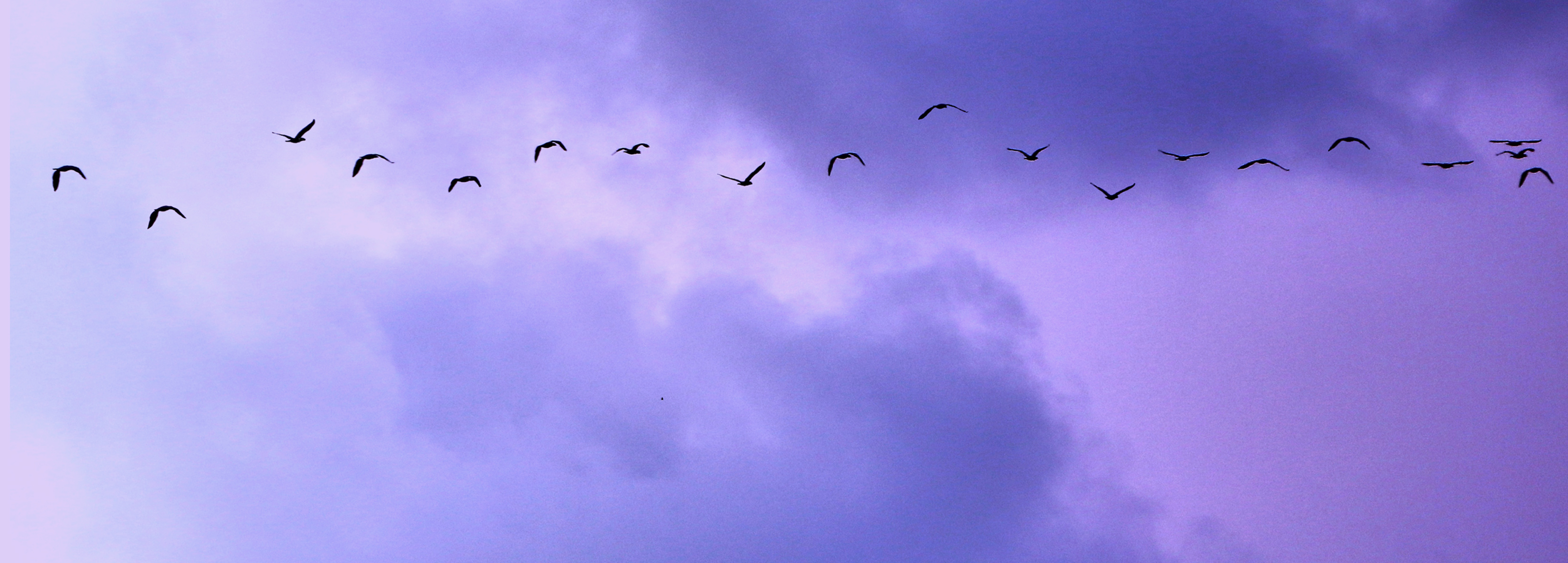 purple sky with birds
