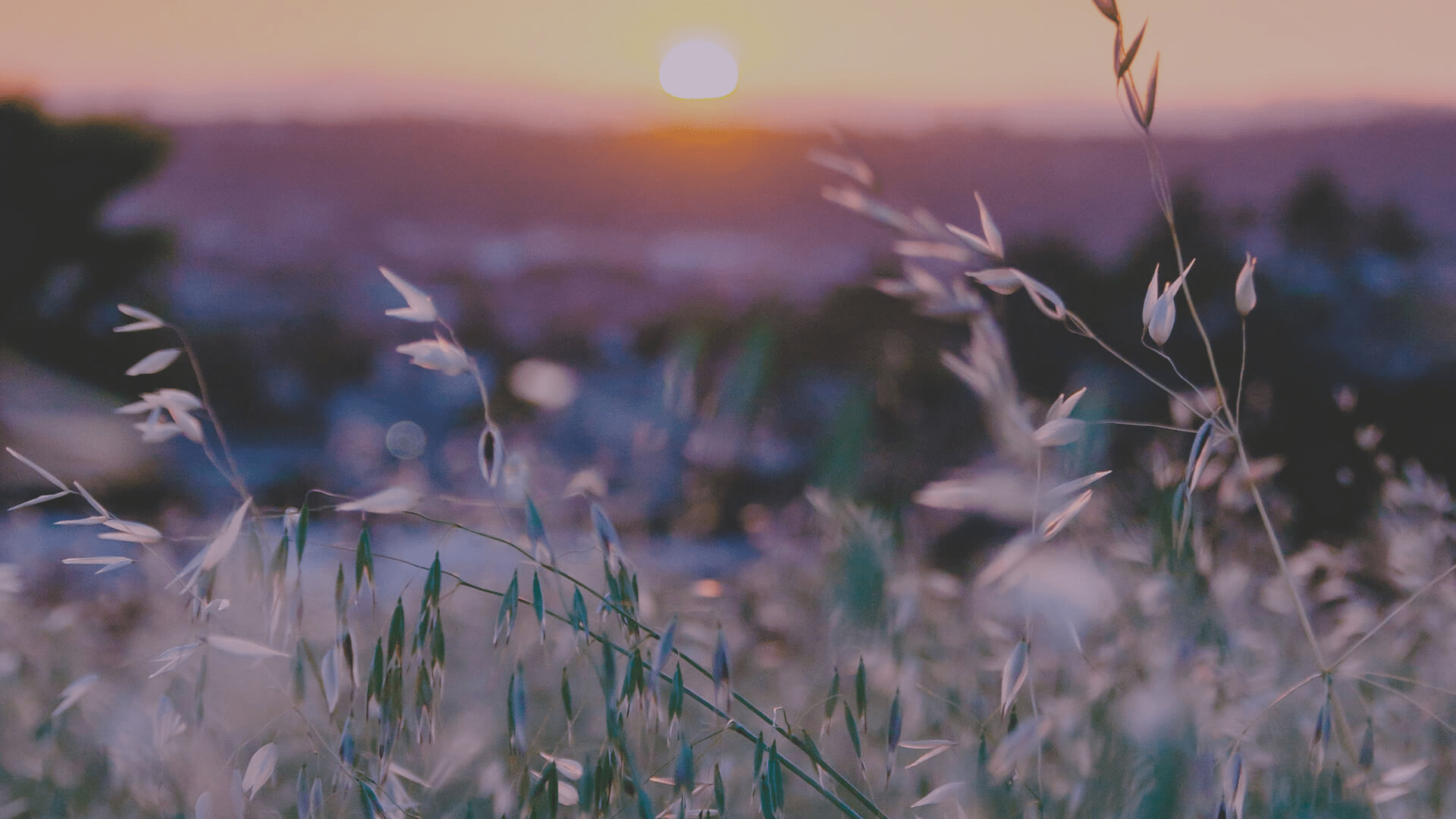 Field at dusk - Preparing to celebrate Christ at Easter